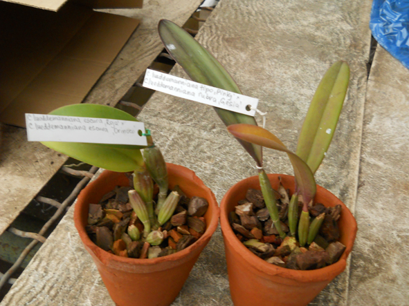 DSCN131901.jpg