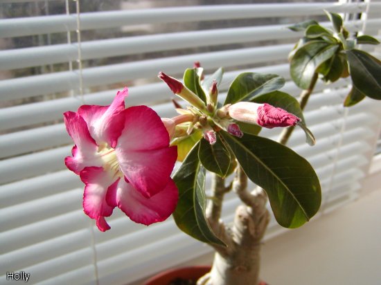 Siam Violet a.jpg