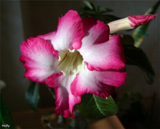 Siam Violet c.jpg