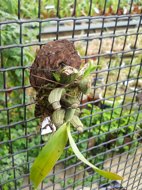 DSCN132701.jpg