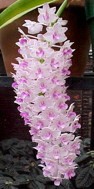 DSO001.jpg