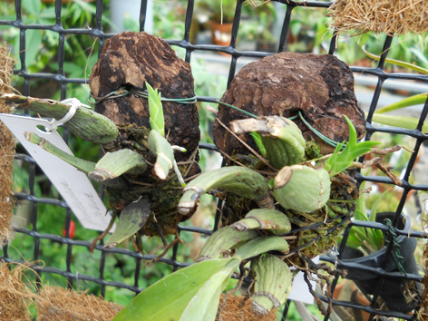 DSCN133801.jpg