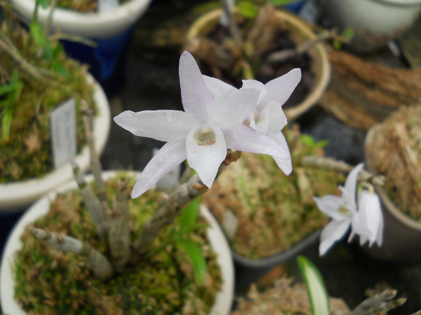 DSCN133001.jpg