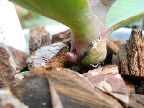 DSCN135202.jpg