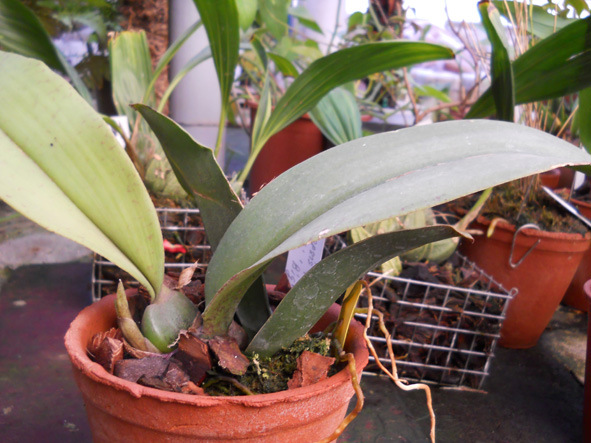 DSCN135301.jpg