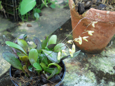 DSCN138401.jpg