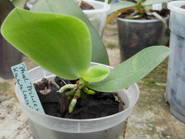DSCN138901.jpg
