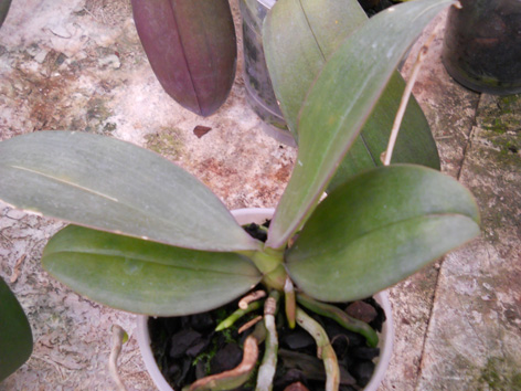 DSCN139002.jpg