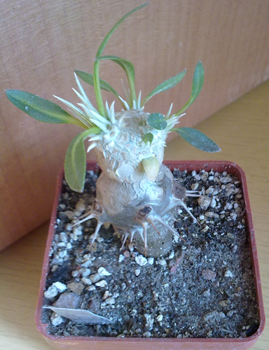 pachypodium densiflorum