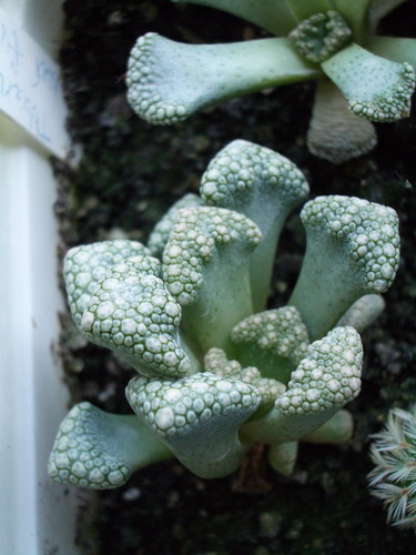 titanopsis 2006 10 06.jpg