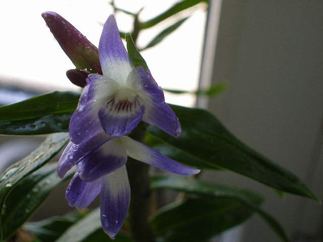 Dendrobium victoria-reginae Schwerter 13 190411.jpg