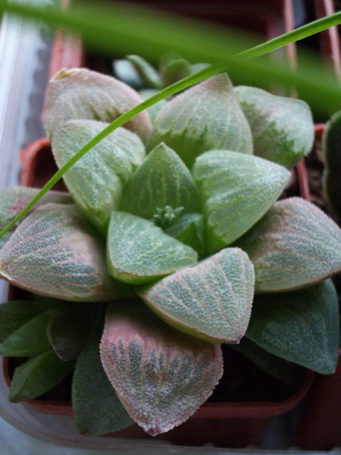 haworthia pygmaea v cristalinae 2006 10 06.jpg