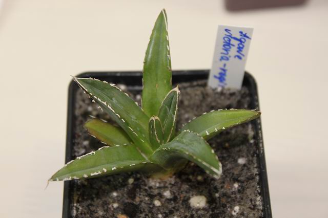 Agave victoria-reginae.JPG