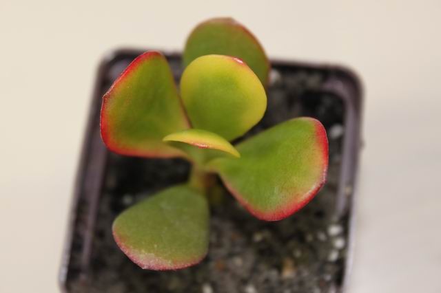 Crassula 2.JPG