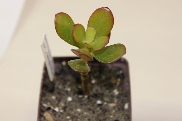 Crassula ovata Compacta.JPG