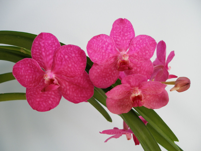 vanda 1.jpg