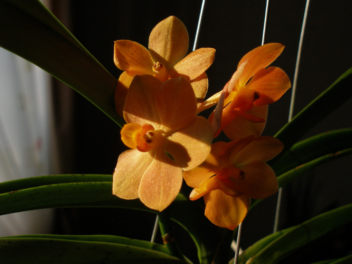 vanda sm.jpg