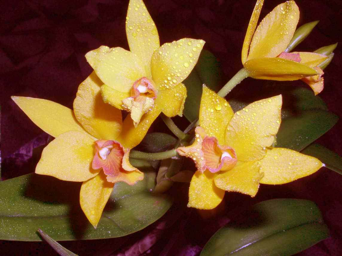 LAELIOCATTLEYA NACA AUREA_AURANTIACA (Италия) - фото Лунной ночки (мое фото будет через несколько дней:))