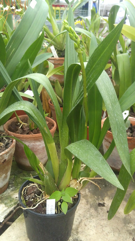 Odontocidium Hansueli Isler.jpg