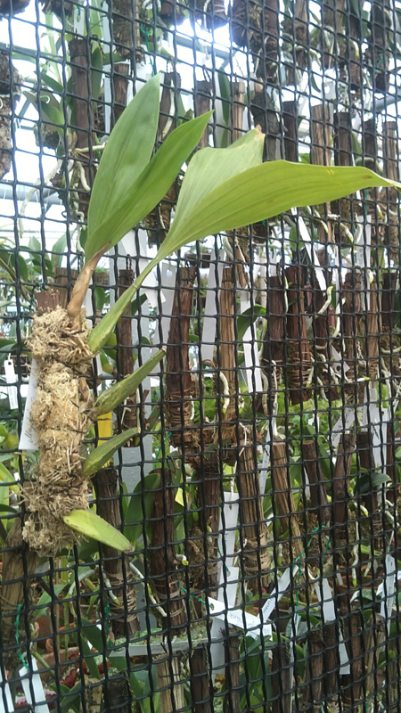 Coelogyne pandurata.jpg
