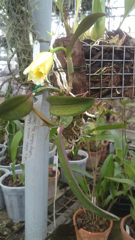 Laelia alaori suave Binot x Cattleya luteola Big Star 1.jpg