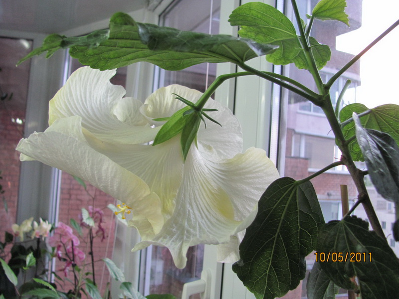 гиб 016.jpg