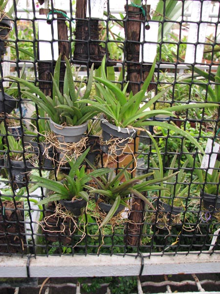 Tolumnea Mix.jpg
