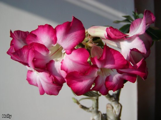 Siam Violet b3.jpg