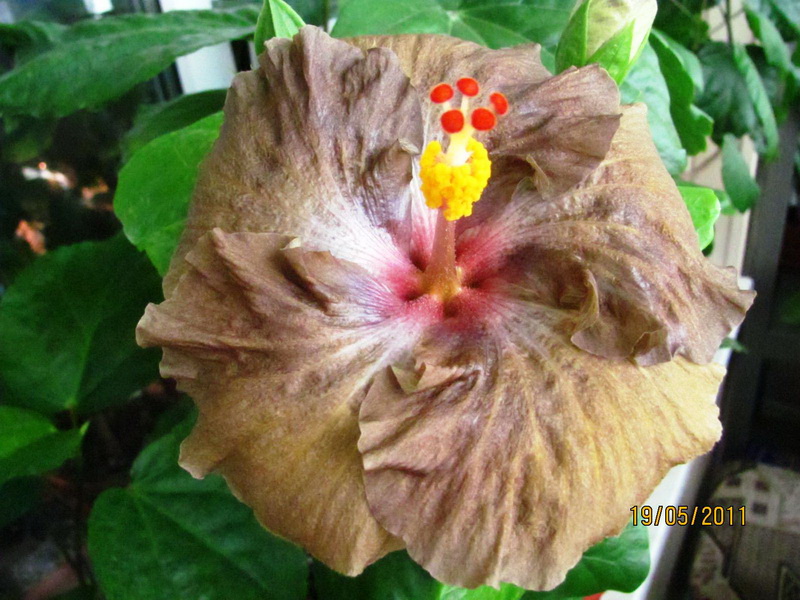Wallflower 005.jpg