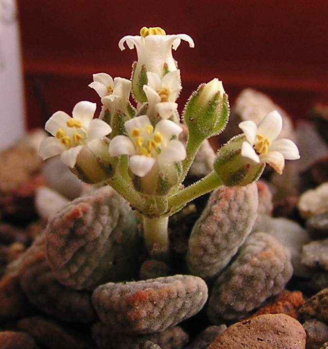 Crassula ausensis v titanopsis