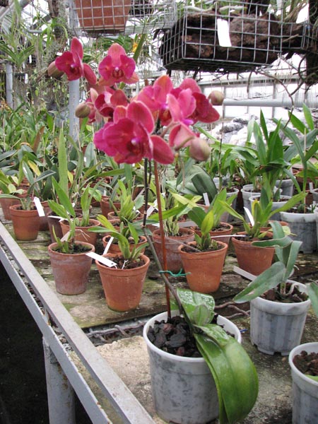 phal hybrid 6.jpg