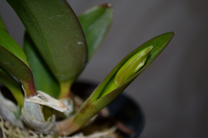 Laelia alaori x sincorana