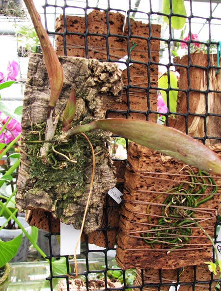 Comparettia coccinea 1.jpg