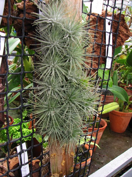 Tillandsia fuchsii 2.jpg