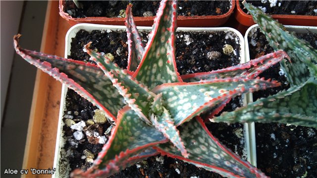 Aloe cv 'Donnie'.jpg