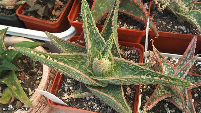 Aloe cv 'Vito'.jpg
