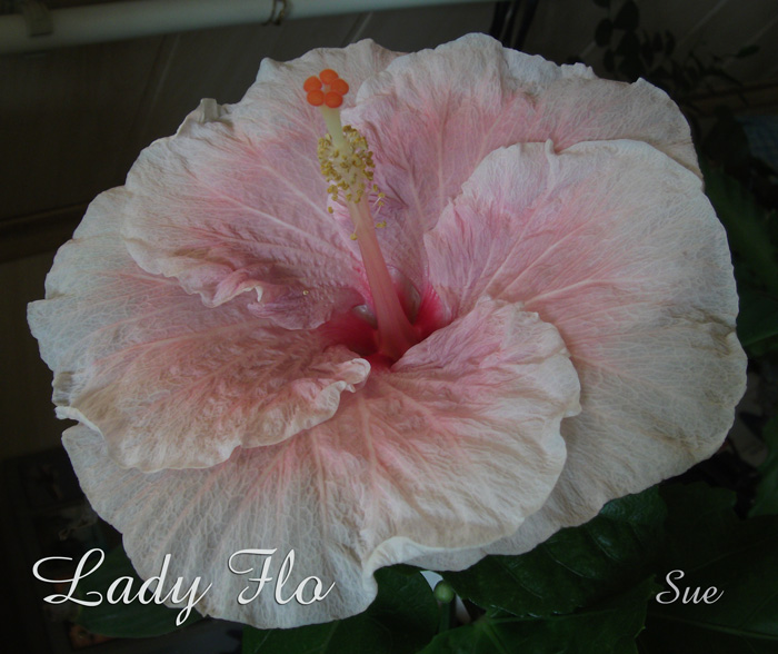 Lady_Flo.jpg