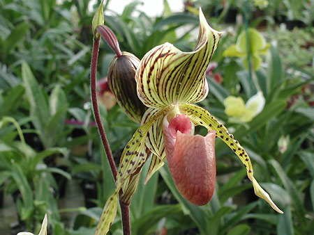 paphiopedilum-mivalbert.jpg