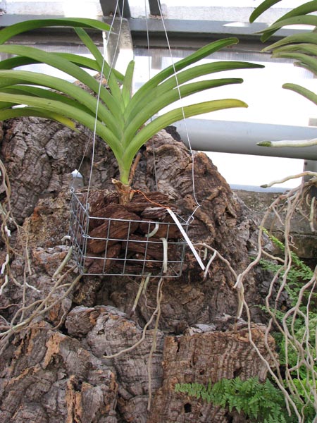 Vanda Manuvadee.jpg