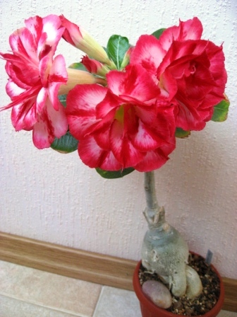 IMG_6269.jpg