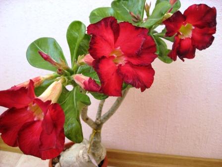IMG_6258.jpg