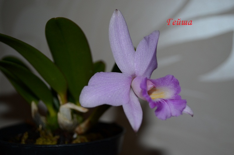 Laelia alaori x sincorana.JPG