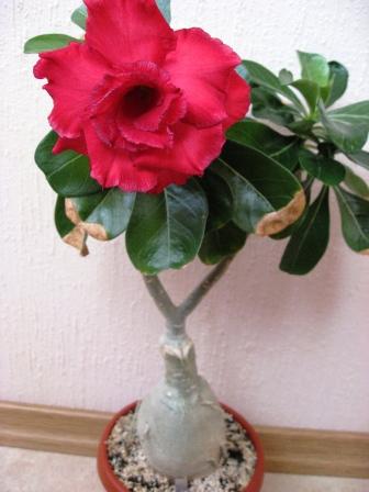 Valentine Rose