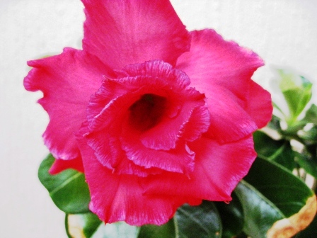 Valentine Rose