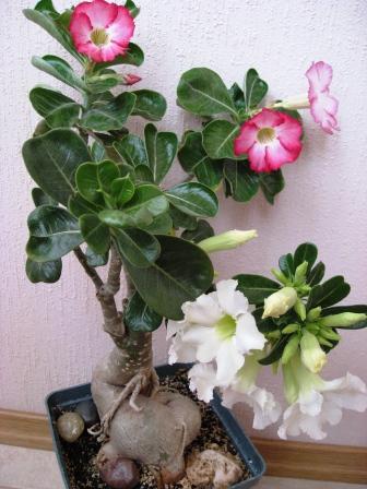 IMG_6277.jpg