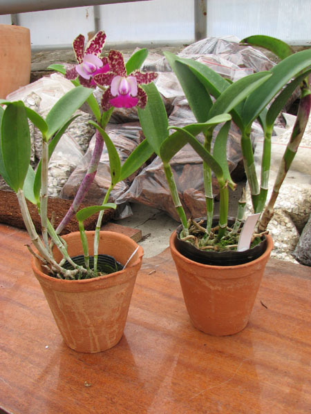 cattleya.jpg