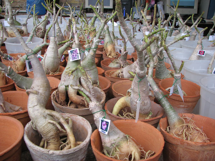 adenium.jpg