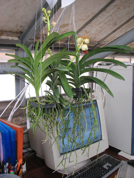 vanda 3.jpg