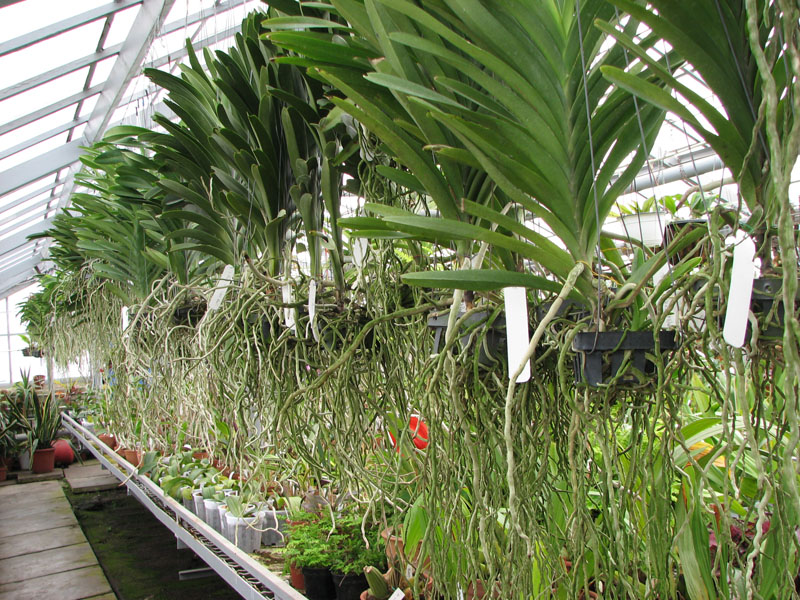 vanda 5.jpg