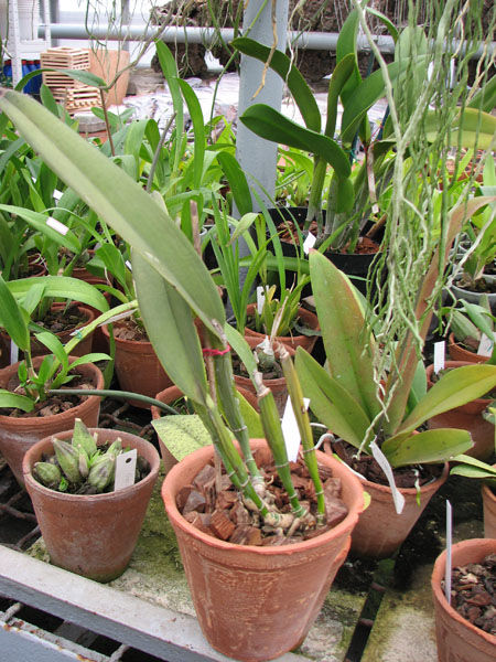 Cattleya maxima.jpg